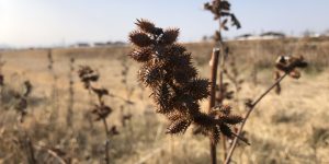 ひっつき虫…「オナモミ」に郷愁を感じて