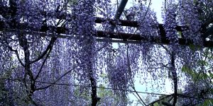 風にそよぐ薄紫色の花々を見上げて…藤棚にて楽しむ春の涼